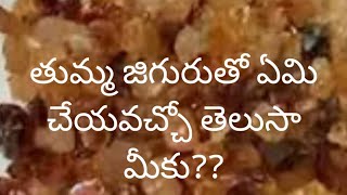 తుమ్మ జిగురు గురించి అసలు తెలుసా మీకుdo you know about babool tree gum [upl. by Anayi187]