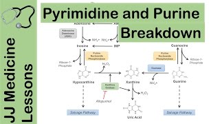 Purine and Pyrimidine Catabolism Pathway  Nucleotide Breakdown  Biochemistry Lesson [upl. by Siloa]