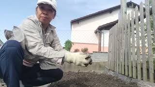 Preparing my vegetable plots and planting onions [upl. by Aela]