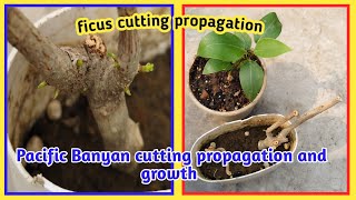 ficus prolixa cutting propagation and growth  ficus cutting propagation  Baghwani695 [upl. by Fernando]