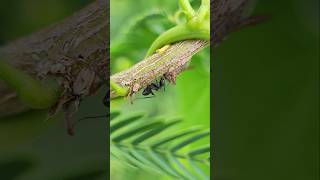 Intimate Encounter Cow Bug amp Tree Hopper with Ant in Prosopis Juliflora  Macro Videography [upl. by Elana902]