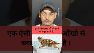 एक ऐसी lizard जो आँखो से ब्लड शूट करती है। weirdest lizardytshorts shorts lizard dangerous [upl. by Alidus]