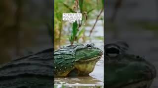 What wrestling frogs sound like [upl. by Eedia]