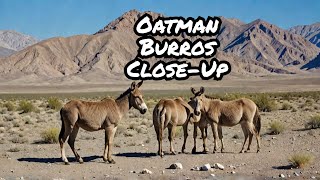 Wild burros in Oatman Arizona [upl. by Ainnet924]