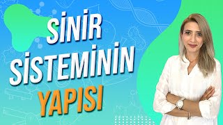 Sinir Sisteminin Yapısı  Seda Hoca Biyoloji  1 Ders  sedahocabiyoloji ayt2024 [upl. by Derraj173]