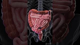 Constipation  3d animation meded anatomy 3dmodel [upl. by Occer880]