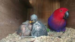 Eclectus parrot hatch and grow up parrotgrowup parrotlover eclectusbreding [upl. by Dasi]