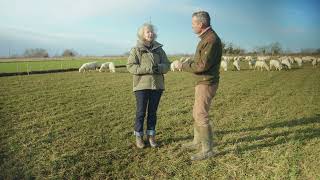 Grazing Sheep on Wheat Dr Lydia Smith NIAB Innovation Farm talks to Ian Wikinson [upl. by Atnuahs]