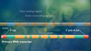 Procesamiento del ARNm en eucariotas [upl. by Pazice]