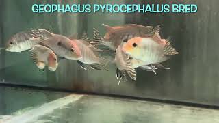 Geophagus pyrocephalus bred [upl. by Kirsch]