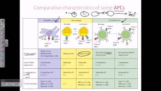 Comparison of different antigen presenting cells [upl. by Nhguavoj501]