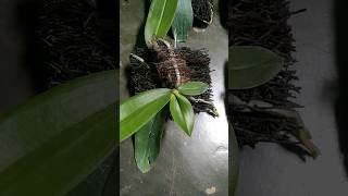 Phal Amabilis 35 ribupapan 0895 2379 3309 phalamabilis anggrekamabilis anggrekbulanamabilis [upl. by Khoury]