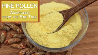 Pine Pollen The Nutritious Adaptogen from the Pine Tree [upl. by Acinorev]