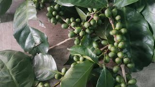 coffee plant amp coffee seeds ☘️🌱 காப்பி செடி மற்றும் காபி விதைகள் [upl. by Nerhtak628]