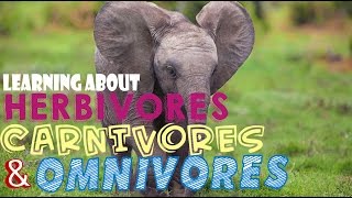 Learning About Herbivores Carnivores and Omnivores [upl. by Ueihttam736]