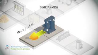 Maize starch process [upl. by Wendel376]