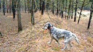 quail hunting in greenwood state forest nj 004 [upl. by Arreik854]