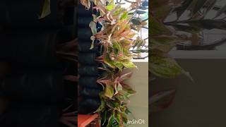 Aglaonema repoting and ready for sale plantsindoorplants [upl. by Leiand]