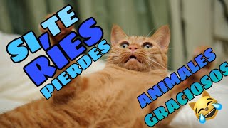 🤣 Si te RÍES PIERDES versión ANIMALES 🛑 NIVEL DIOS 🐱🐶 100 Imposible [upl. by Nirtak]