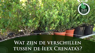 Wat zijn de belangrijkste verschillen tussen de Ilex crenatas [upl. by Letsyrk]