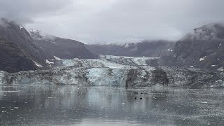 20240925荷美Koningsdam阿拉斯加冰河灣國家公園Glacier Bay巡禮 [upl. by Glaab]