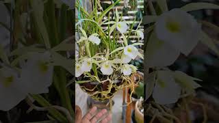 Brassavola tuberculata 😍 Linda [upl. by Gnauq448]