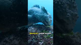 The creature resembling Godzilla Meet the Marine Iguana [upl. by Clarkson]