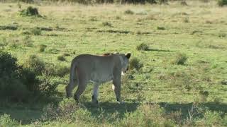 Lions in Action at Amakhala Game Reserve [upl. by Breger]