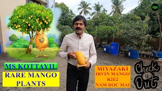 Indias Rarest Mango Farm  Miyazaki  R2E2  Nam Doc Mai  Purple Mango  4kg Mango  Jaboticaba [upl. by Bryant]