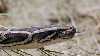 Pythons at Alligator Pond 06  Dangerous Animals in Florida  Time Lapse x2 [upl. by Trinl]