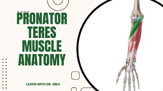 Pronator Teres Muscle Anatomy  Origin Insertion Nerve Supply And Action [upl. by Selfridge]