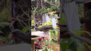 Ortalis ruficaudaguacharaca wildbirds nature wildlife animals birds Thanks4u👍subscribe🦜 [upl. by Gnouh]