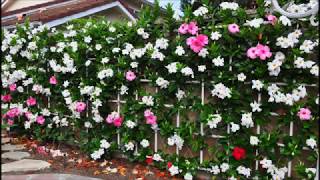 Wall of Mandevilla Vine [upl. by Anitaf]