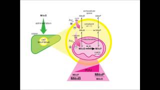 Mitochondrial reactive oxygen species in redox signaling and pathology by Mike Murphy [upl. by Danit]