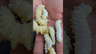 Raising leafeating worms as pets 🥰😱  Tropical Forest Bees [upl. by Doss]