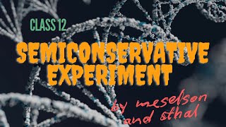 Semiconservative DNA Replication Meselson and sthal  class12 biology  chapter 6 biology [upl. by Chane]