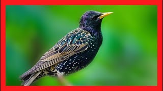 Estornino Pinto Canto  Common Starling Song Sounds Call Voice Melody  Sturnus Vulgaris [upl. by Rush860]