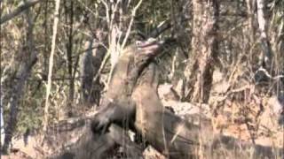 BBC Life Komodo Dragon Fight  Sir David Attenborough [upl. by Notliw926]