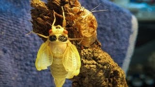 17 Year Cicadas Hatching Timelapse [upl. by Svoboda]