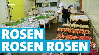 Wie zwei Brüder 30000 Rosen am Tag ernten und verkaufen [upl. by Punak]