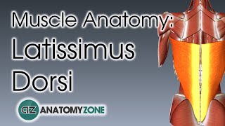 Latissimus Dorsi  Muscle Anatomy [upl. by Fredie]