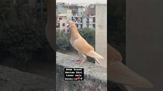 Home breed jarad chotidar🕊️pigeon kabutar subscribe subscribemychannel like share comment ❤️ [upl. by Aramat]