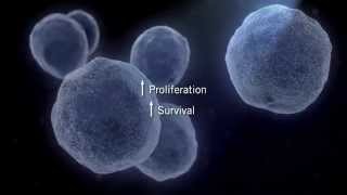 The MAPK Signaling Pathway [upl. by Reffineg]