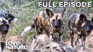 Wild Dogs Battle for Dominance  Wild Dogs Ep102 [upl. by Mignon]