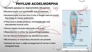 Phylum Acoelomorpha [upl. by Devaney922]