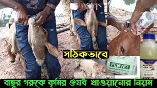 জন্মের কতদিন পর সঠিকভাবে বাছুর গরুকে কৃমির ঔষধ খাওয়ানোর নিয়ম  calf worm medicine  calf care [upl. by Annenn]