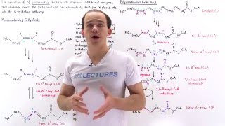 Oxidation of Unsaturated Fatty Acids [upl. by Gensmer465]