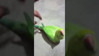 parrot 🦜🦜  talking video video viral lovevideo shorts video [upl. by Giustino897]