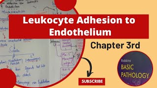 Leukocyte adhesion to endotheliumLeukocyte recruitment to sites of InflammationRobbins Pathology [upl. by Sylvan]