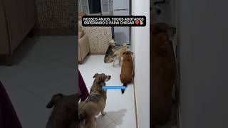 CACHORROS IDOSOS ADOTADOS APÓS ABANDONO FICAM N PORTA AGUARDANDO DONO cachorro resgate adote dog [upl. by Lulu]